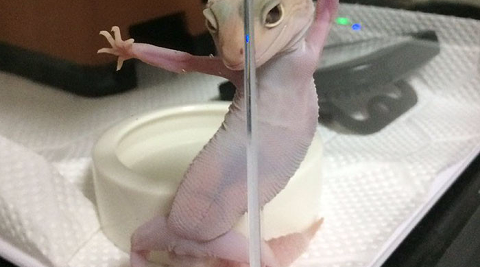 Как геккон держится на стене?