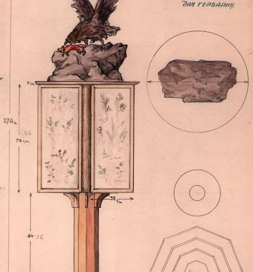Как проектировали витрины для отдела природы в 1941 году?