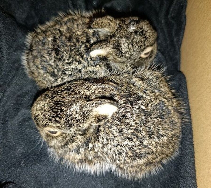    Фото: организация "Сердце леса"