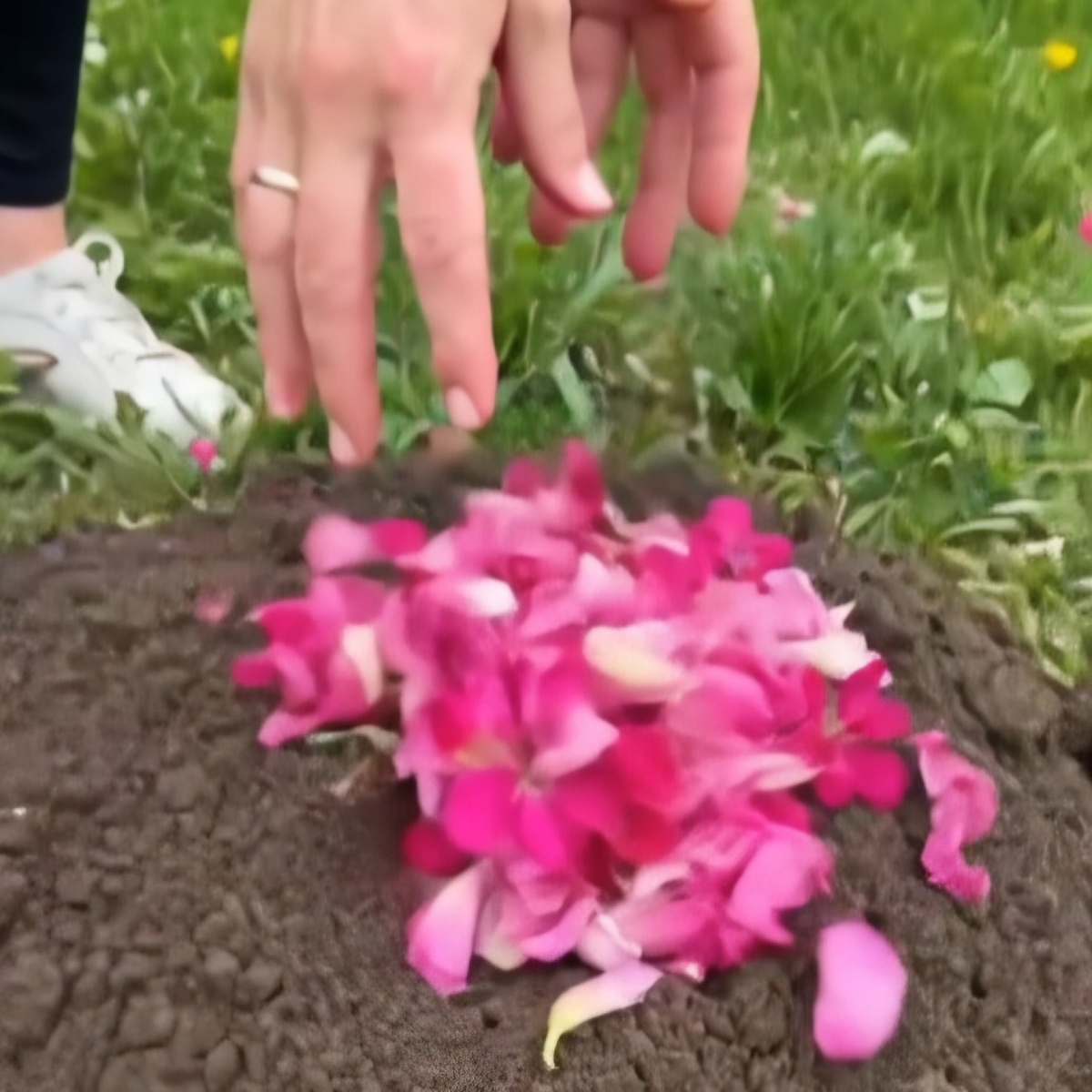 Свежие, ароматные, яркие лепестки...