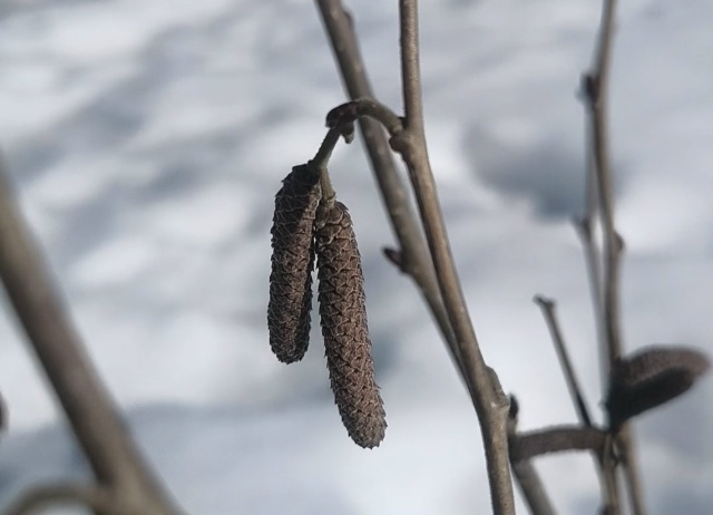 Серёжки фундука Тамбовский ранний в начале цветения