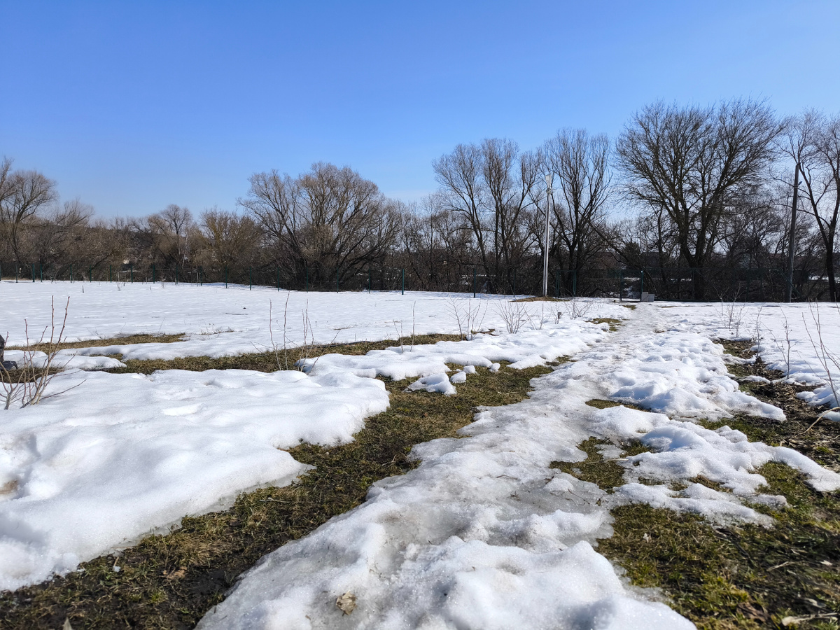 Зимой эти кустики фундука почти полностью были под снегом