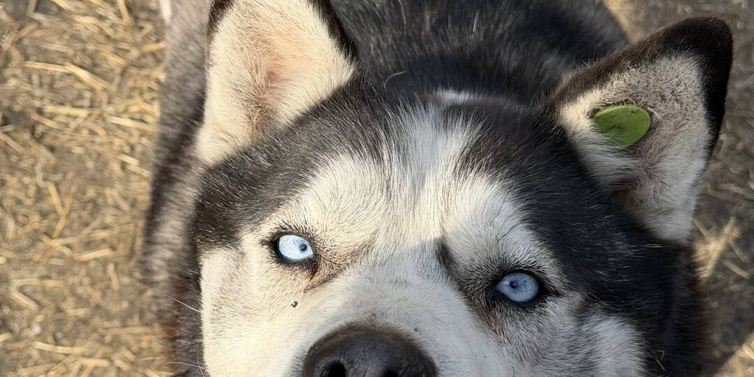 Деньги на еду собакам мы не собрали, но продолжаем пытаться
