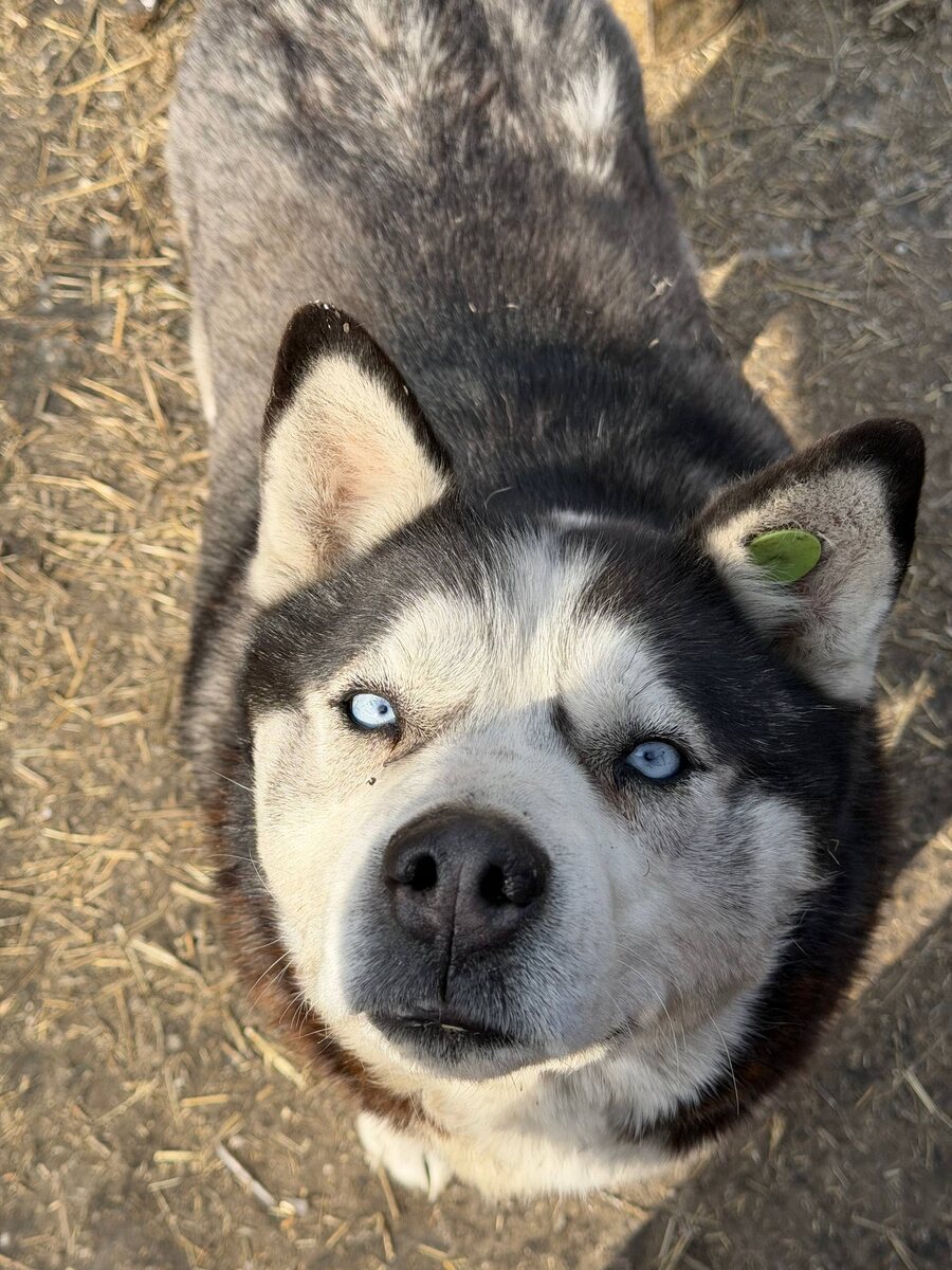 Один из жителей приюта Ананда, Бурятия, г. Улан-Удэ