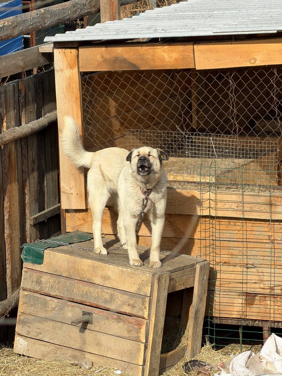 Житель приюта Ананда, Бурятия, г.Улан-Удэ