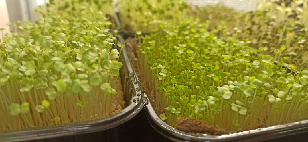 Брокколи — тихий витаминный герой