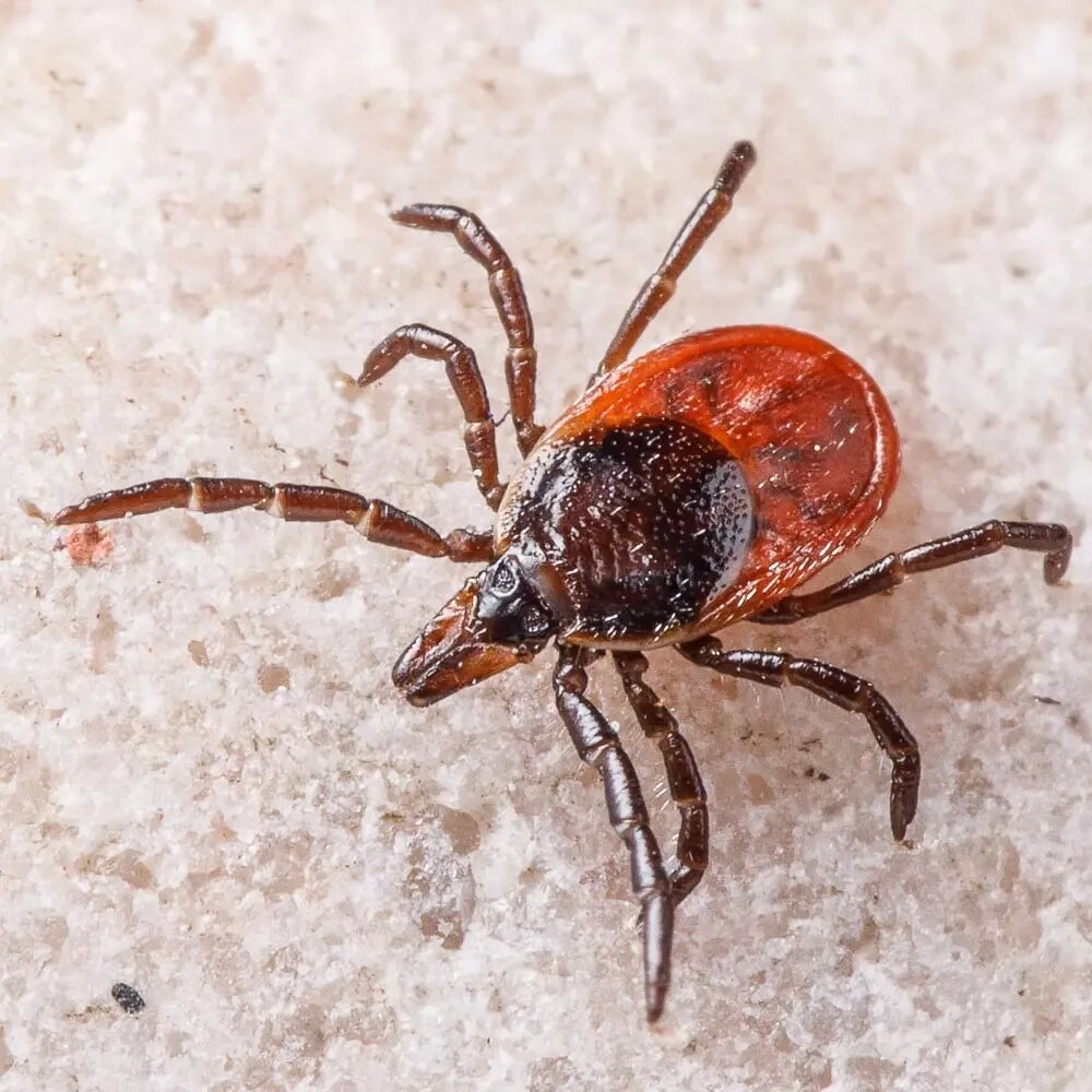 Самка клеща I.persulcatus
