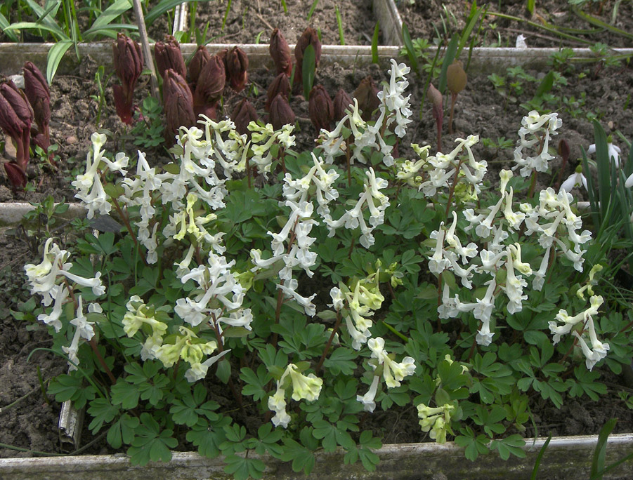  Хохлатка гибридная малкская х Галлера ф. белая (Corydalis malkensis x hallerii f. alba) С.А. Банкетов.