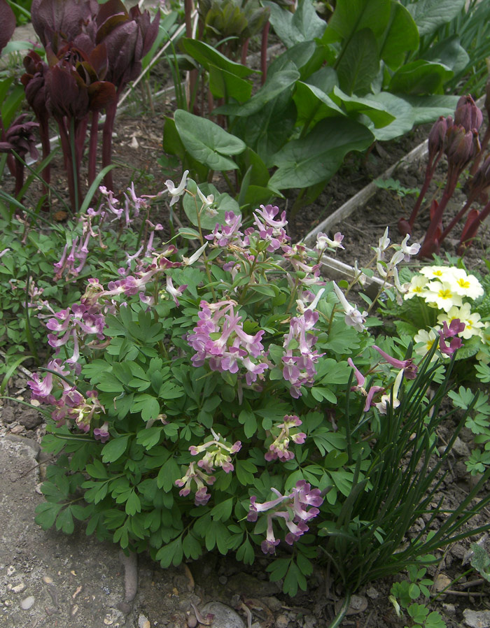 Хохлатка гибридная малкская "Машук" х Галлера (Corydalis malkensis "Maschuk" x hallerii) С.А. Банкетов.