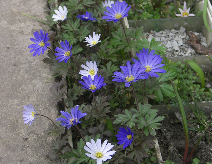 Цветение в ячейковом саду 25 марта 2026.