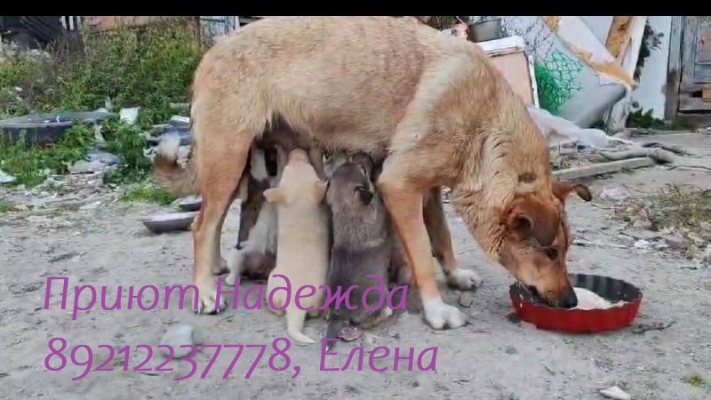 Соне с детьми нужен настоящий дом, а не приют - временное пристанище