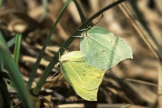    Источник: lenta.ru/ Ксения