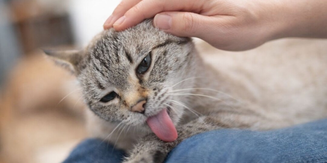 Почему кошка вылизывается после поглаживания: она не считает вас грязным