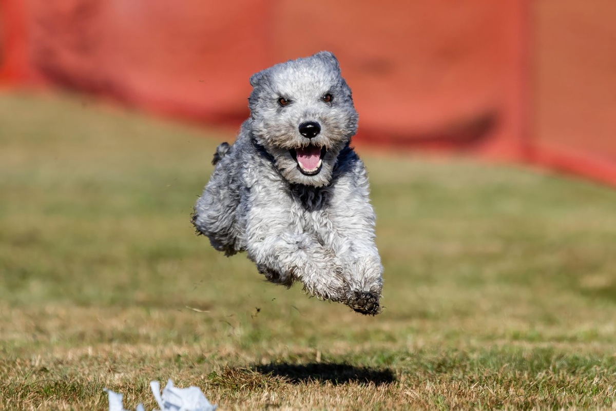    Пуми нуждаются в калорийном и сбалансированном рационе