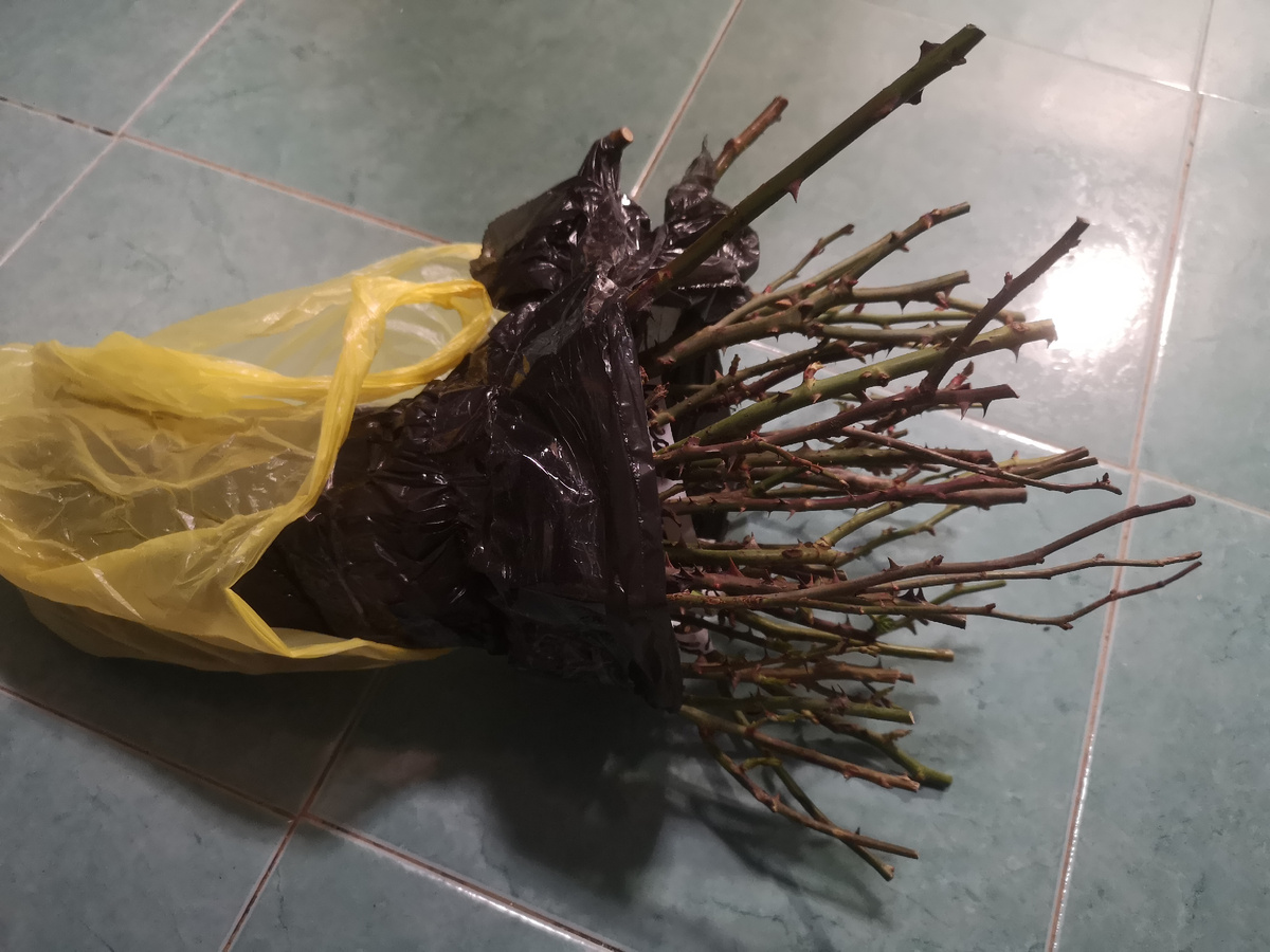 Семь сортов роз