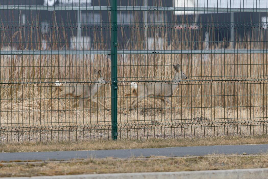 Косули
Фото: Екатерина Иванова / ПАИ