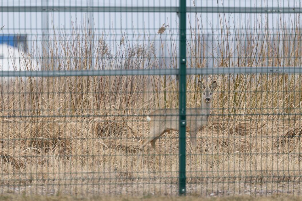 Косули
Фото: Екатерина Иванова / ПАИ