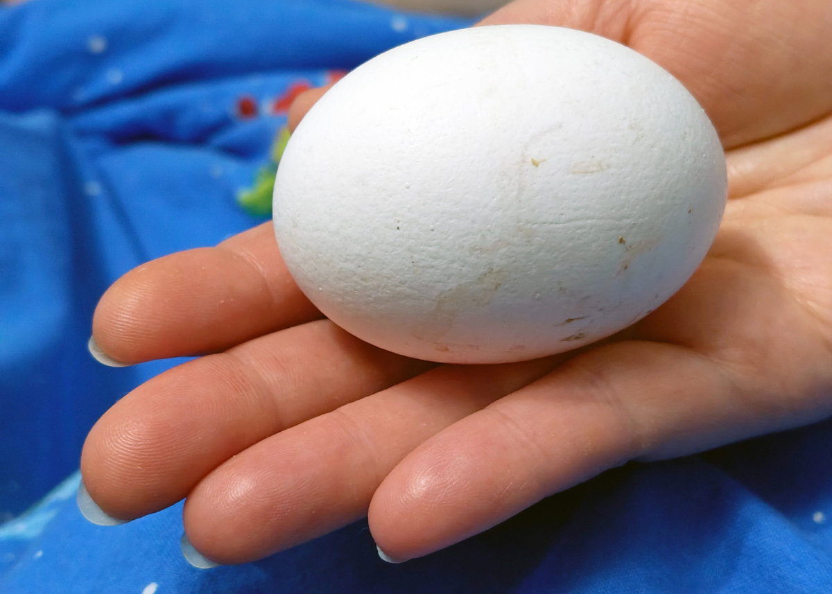 Фото: Столичный курьер