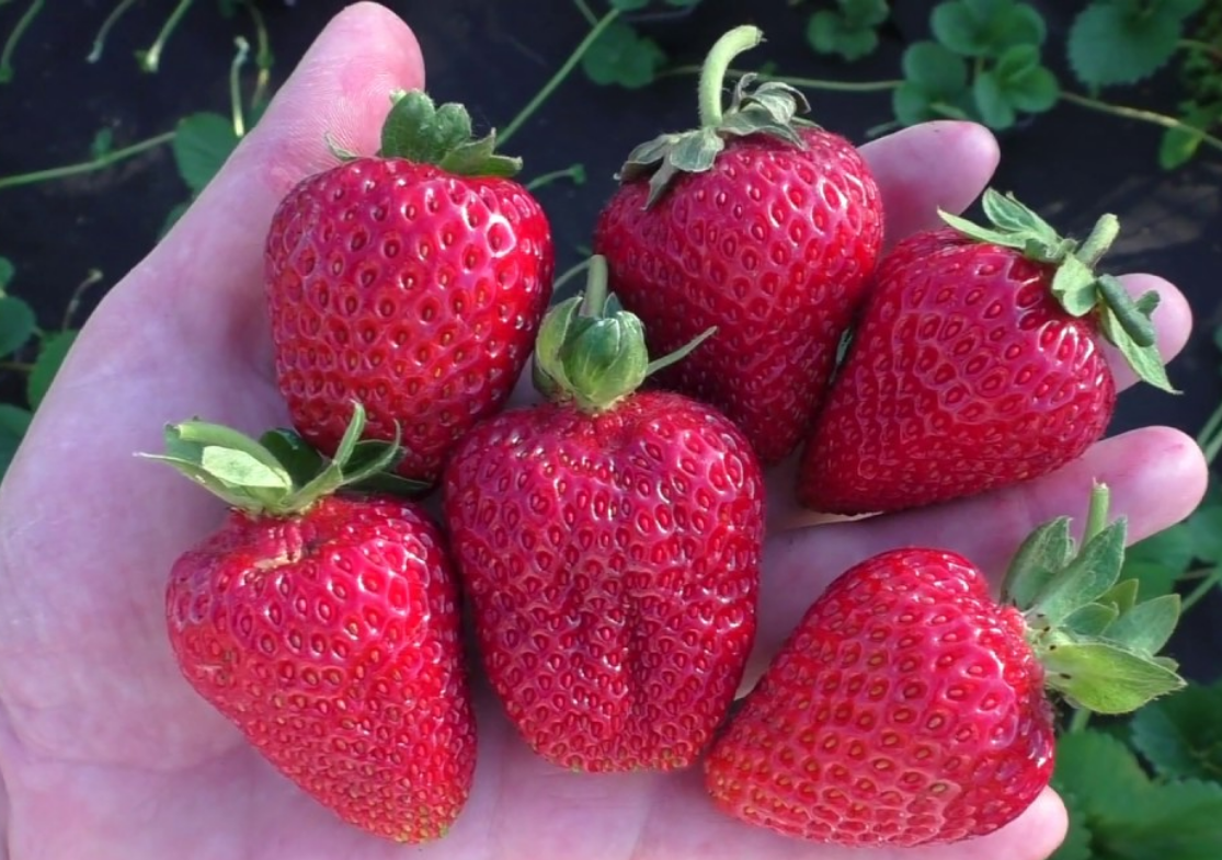 Альбион (Albion). Один из лидеров. Ягода крупная (средняя 50–55 г, бывает до 80 г), вкусная даже в сентябре.