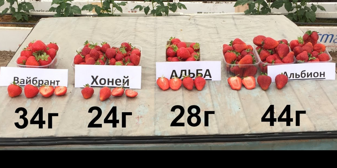 Крупноплодная земляника: Секреты урожая от профессионалов
