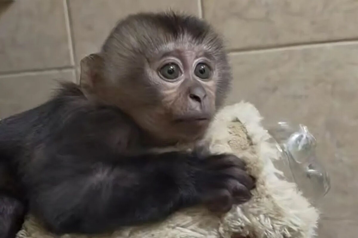  Обезьянка из Ленинградского зоопарка. © Кадр из видео в соцсетях