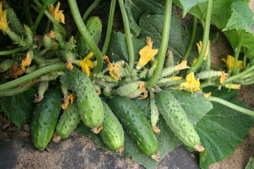 Много огурцов