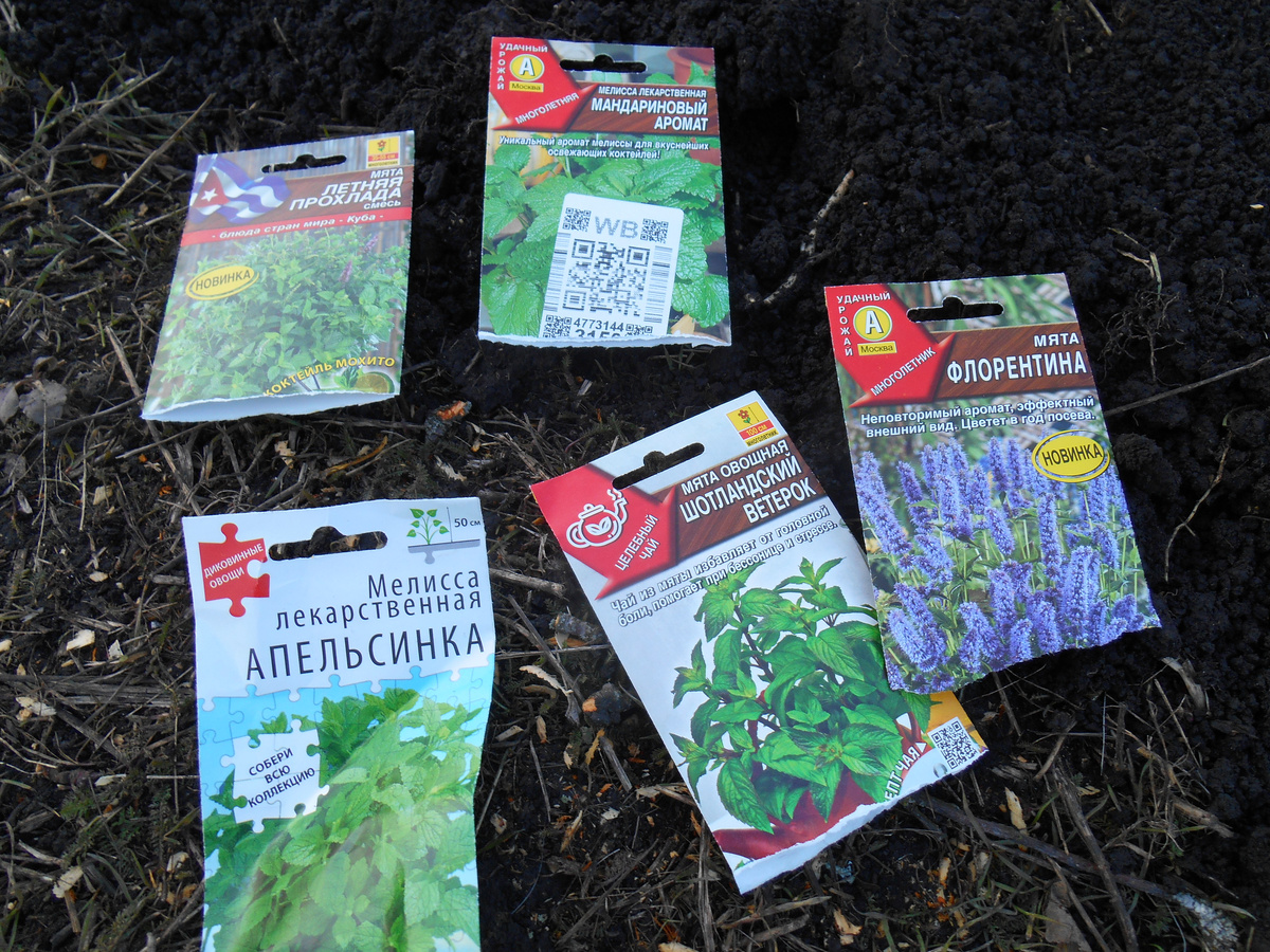 Всё посадила в один рядок по порядку и мелиссу и мяту.