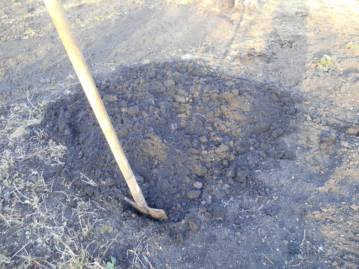 Эту часть вскопала я, остальную он.