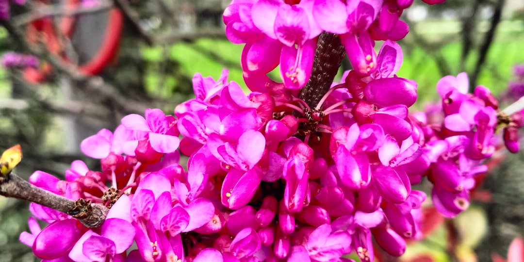 Адлер в цвету. Душа просит прогулок!