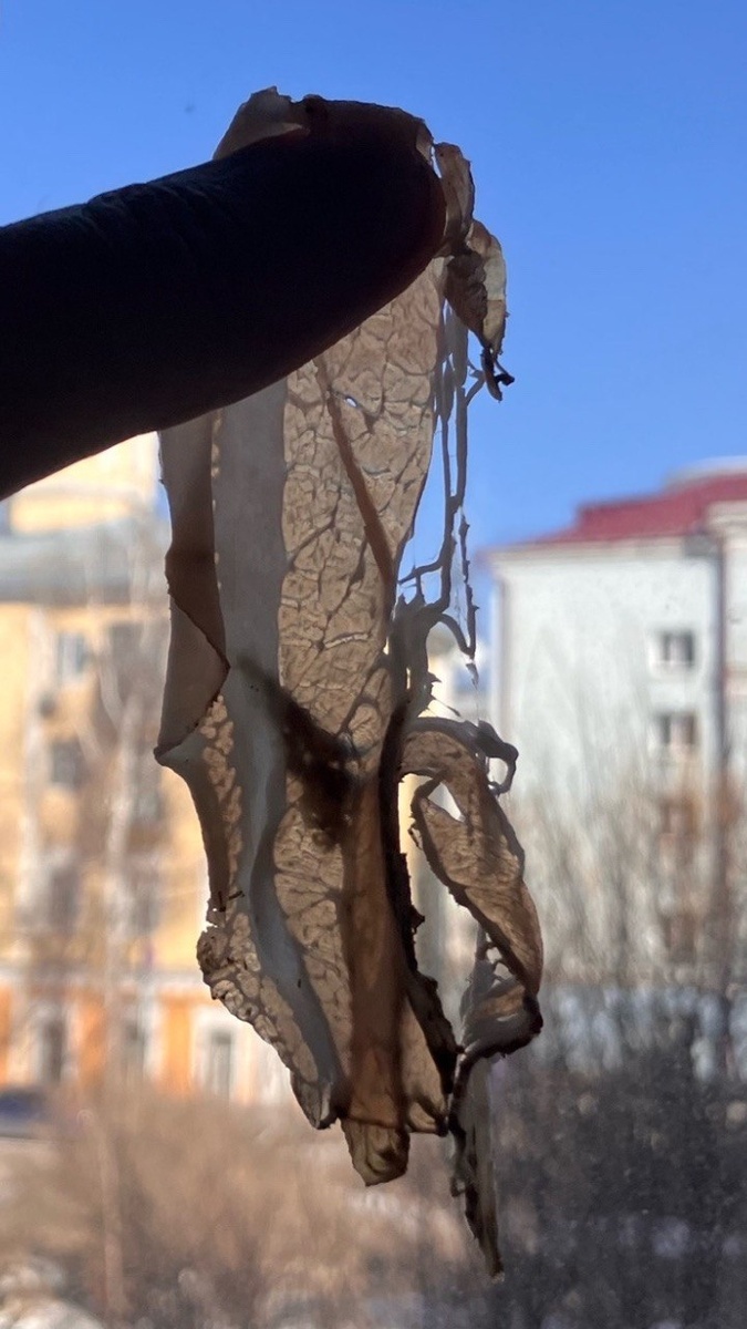 Прозрачное сало