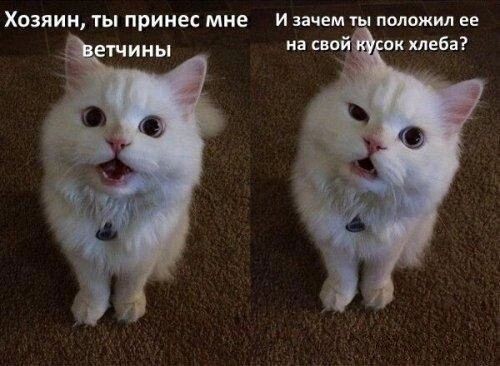 Забавные мемы с животными для отличного настроения