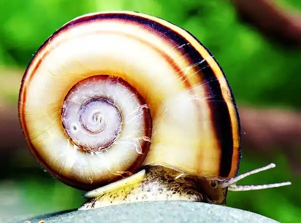 Улитка Мариза: гигантский друг для вашего аквариума