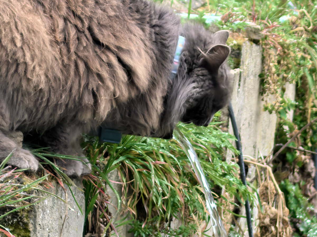 Ну хоть попить можно