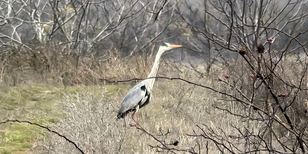 Дереза, древности, гидрогеологические изыскания и элекрозагадка