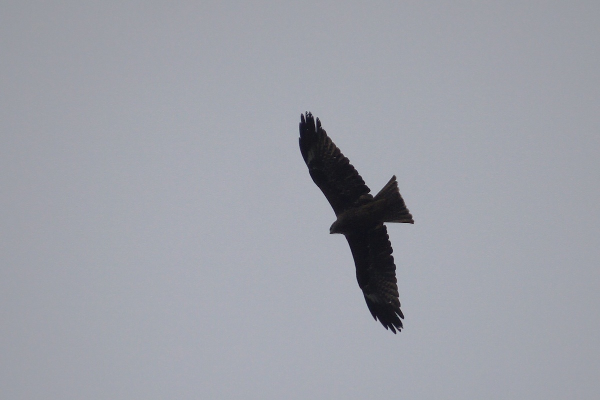 Черный коршун над одной из ферм вблизи ст. Каменнобродская