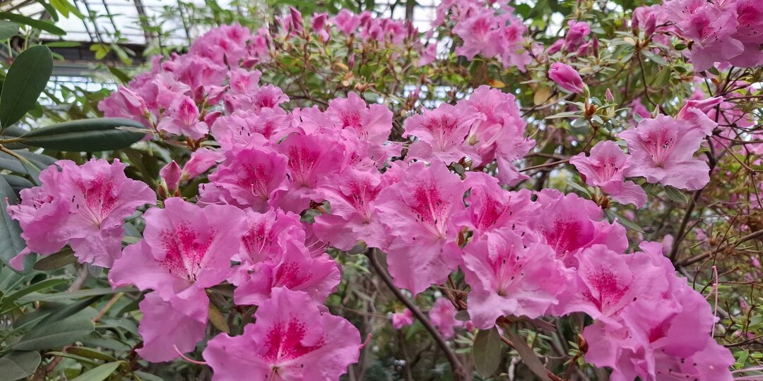 29 марта приглашаем посетить Лабораторный корпус и Фондовую оранжерею Главного Ботанического сада