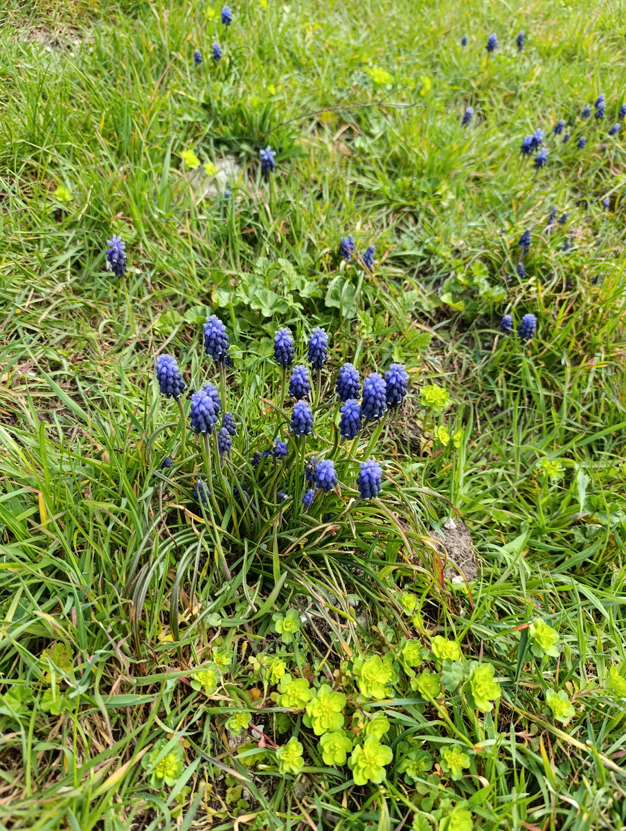 Севастопольская трава и цветочки. Понятие не имею, как они называются.