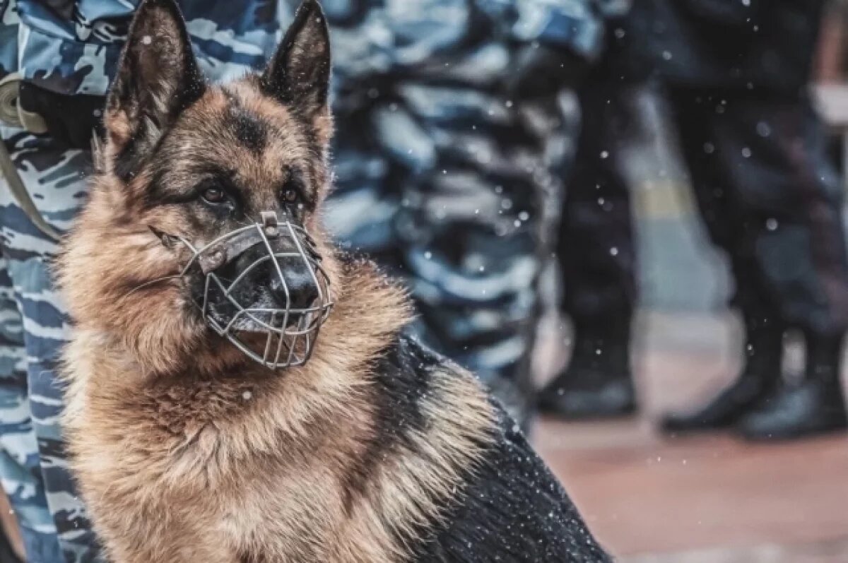    Меняйло назвал ложной информацию о минировании школ в Северной Осетии