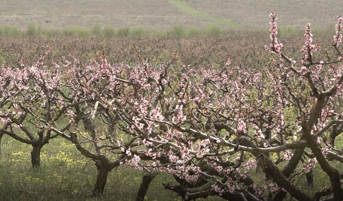 Персиковые сады на въезде в Бахчисарай - визитная карточка города