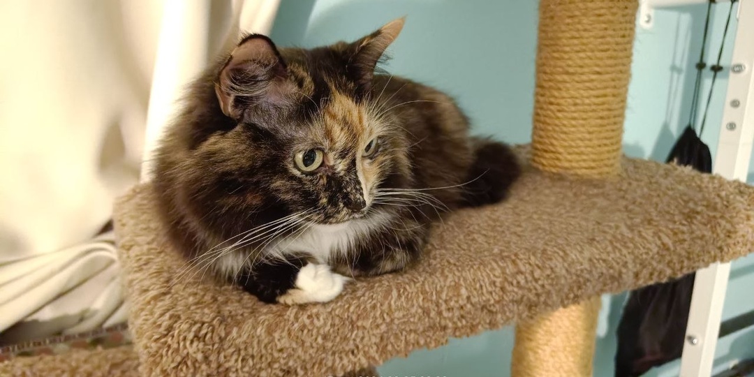 Доброй ночи и спокойных снов от Басеньки и Шушуньки