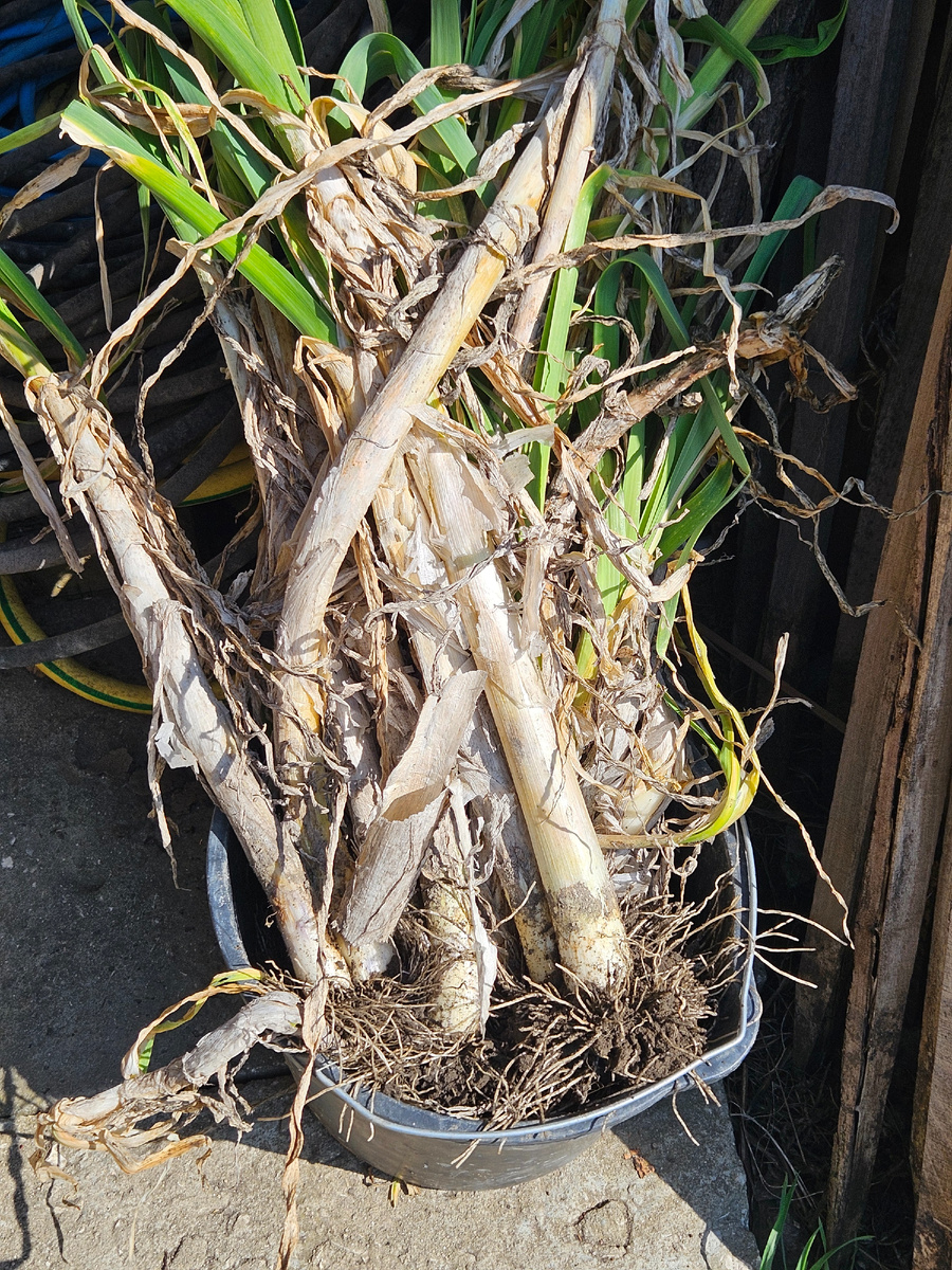 Последний урожай порея