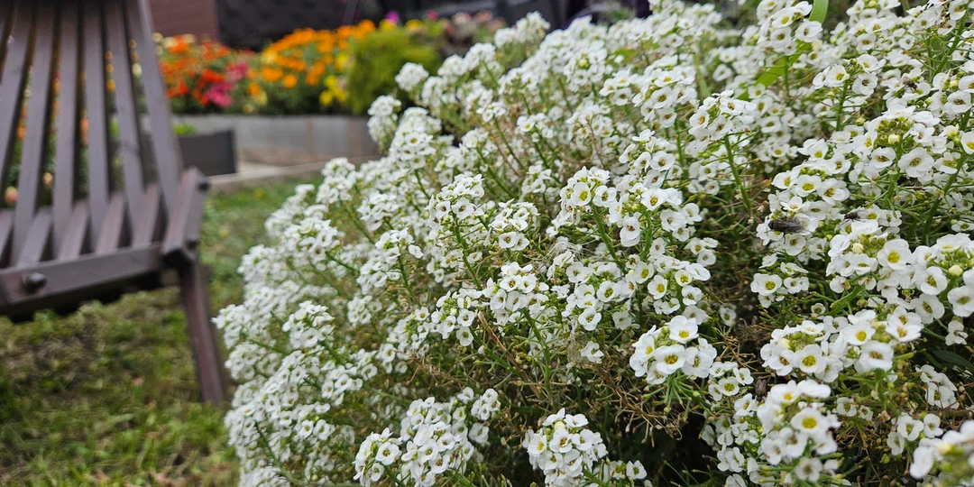 Начните с простого: 7 садовых цветов, которые прощают ошибки — идеальный старт, если вы боитесь испортить участок