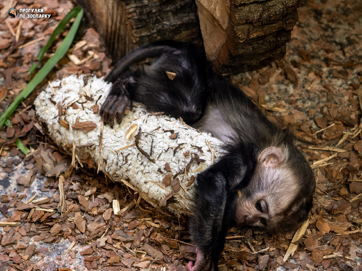 Малышка с "меховой" нянькой