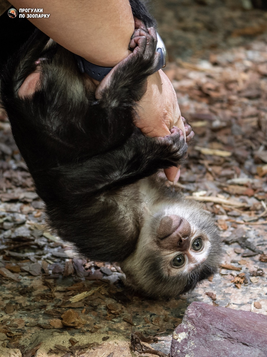 Малышка цепляется за руку мамы-кипера