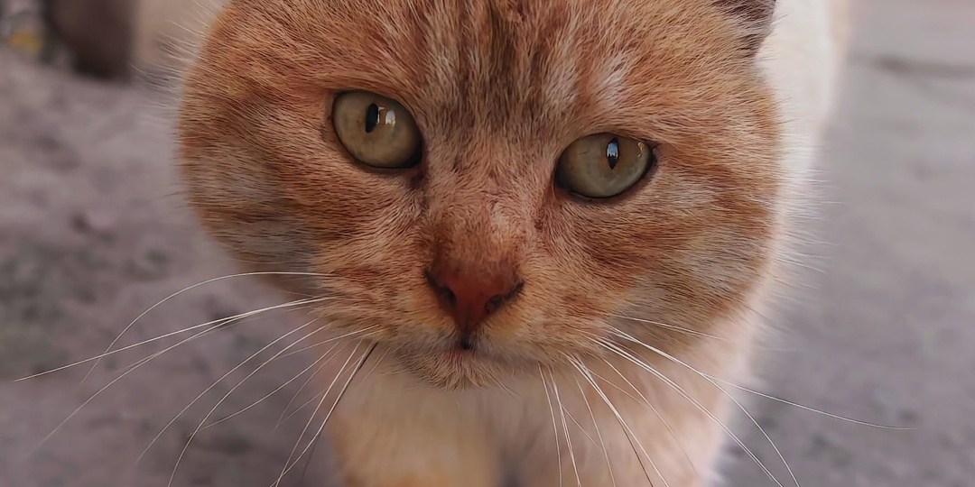 Магнитный персиковый кот