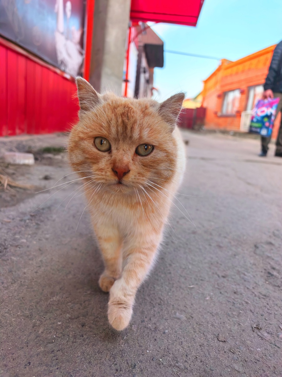 Сразу подошел ко мне, потерся об руку, помурчал – точно бывшедомашний. 