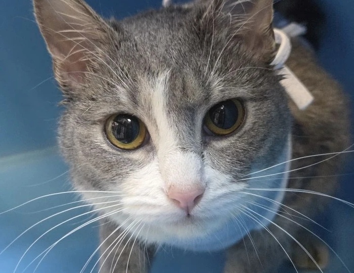 Сутки на поиски дома или передержки: завтра на улицу ласковую кошку...