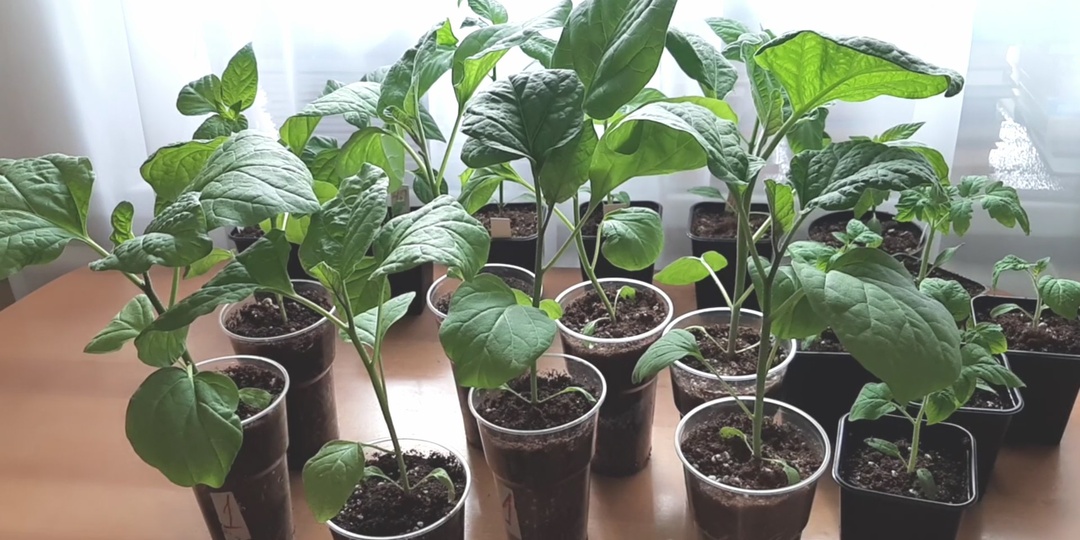 Подкормка рассады. Азот нужен! Но в каком количестве?