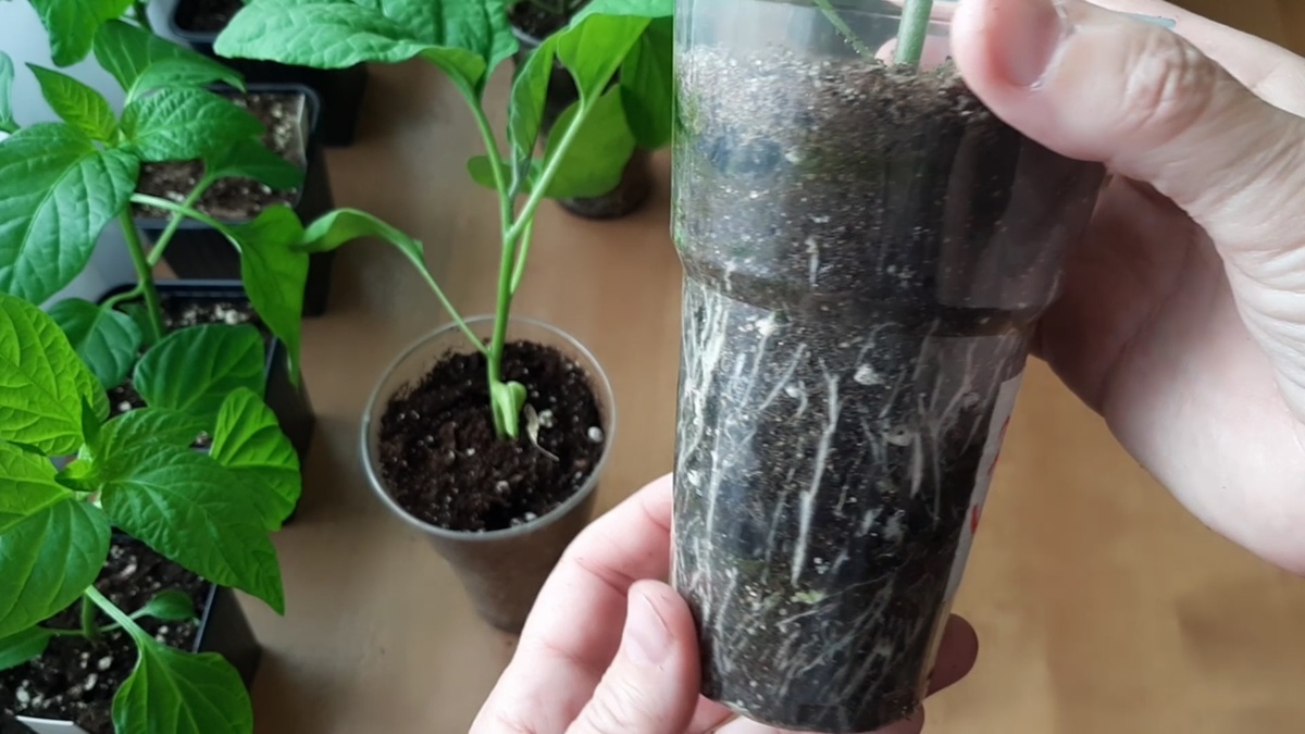 Мощная корневая система- залог успеха.