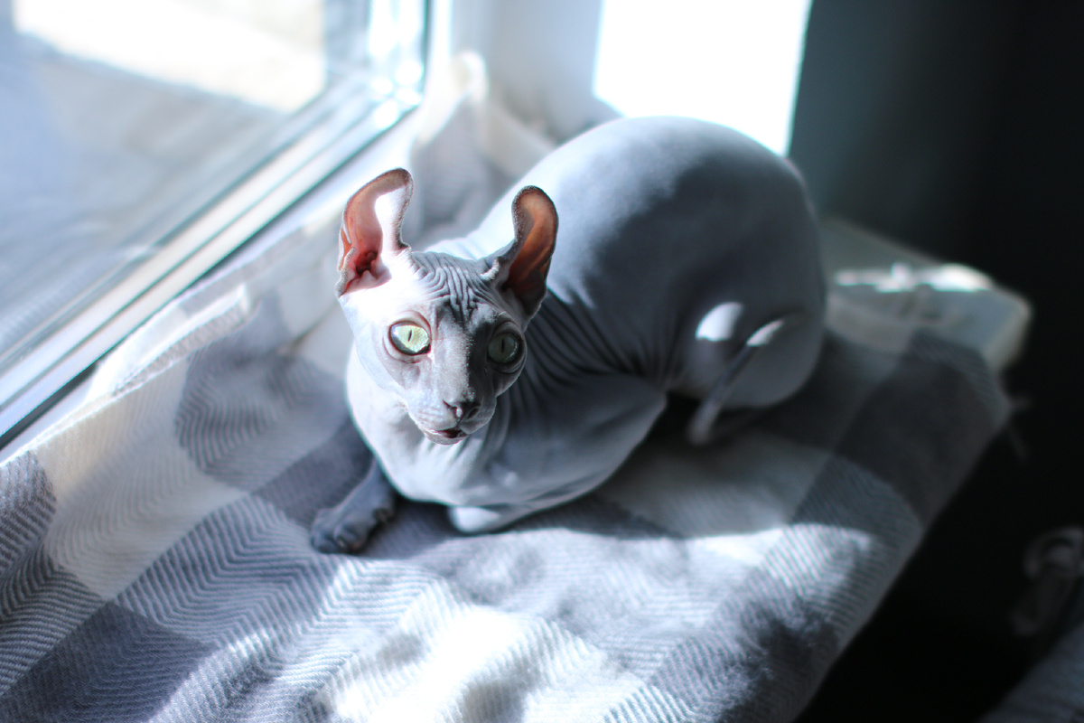 Вместо шерсти — очаровательные складочки